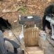 Посетившие пикник медведи съели котлеты для бургеров и запили их кока-колой