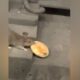 Видео: крыса из метро нашла глазированный пончик и поделилась им с подругой
