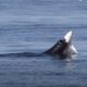 Видео: огромный морской лев напал на акулу