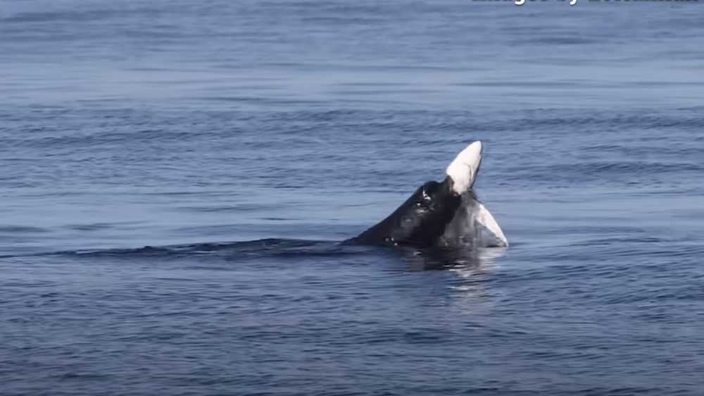 Видео: огромный морской лев напал на акулу