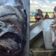 Рыбаки поймали «предвещающую бедствия» рыбу длиной 11 метров
