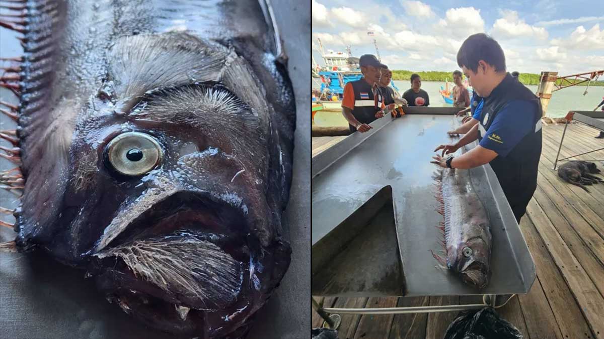 Рыбаки поймали «предвещающую бедствия» рыбу длиной 11 метров