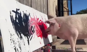 Скончалась свинья-художница Пигкассо, заработавшая $1 млн. своим творчеством
