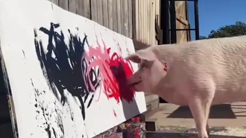 Скончалась свинья-художница Пигкассо, заработавшая $1 млн. своим творчеством
