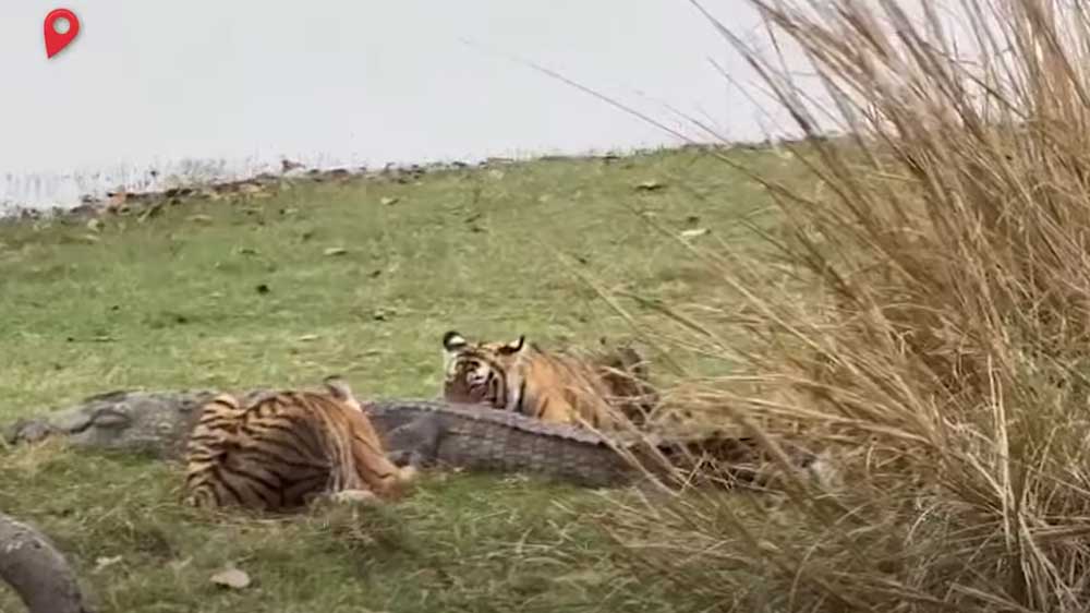 В Индии тигрица убила крокодила чтобы накормить им тигрят